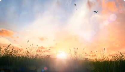 field at sunrise