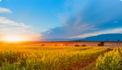 field at sunset